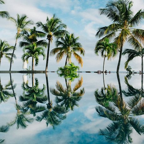 Palm Trees